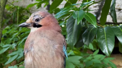 Jay Bird en el parque