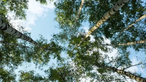 Looking Up Through Birch Trees to Blue Sky