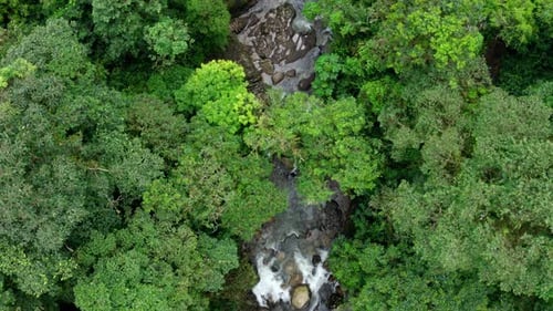 Luftaufnahme von oben, einem Fluss folgend, der sich durch einen tropischen Wald schlängelt