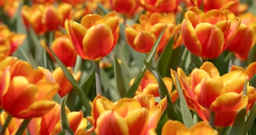 Vibrant Orange and Yellow Tulips Blooming in Spring