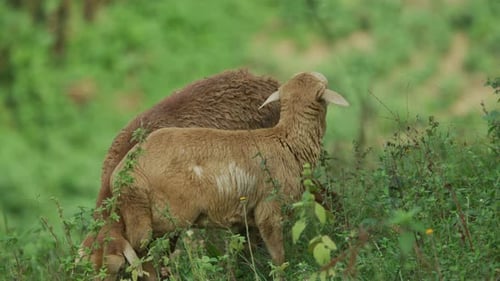 Schaf mit Lamm