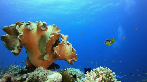Marine Life Clownfish