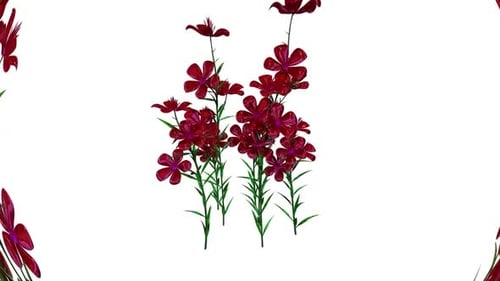 Decorative Floral Growth Blooming Animation