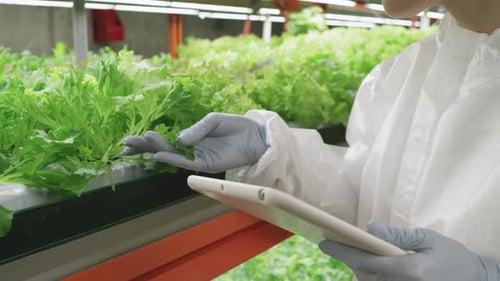 Indoor Hydroponic Farm Worker Inspecting Lettuce With Tablet