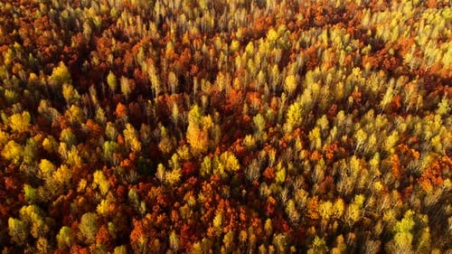 Aerial View of Colorful Autumn Forest