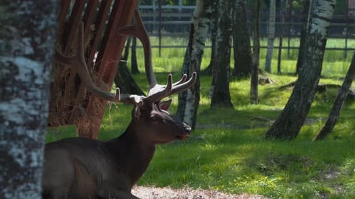 Close-up portrait of male horned brown deer on the lawn