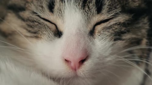 Close Up of a Tabby Cat Opening Eyes