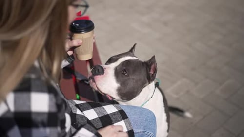 Curios Dog Smelling Paper Cup with Coffee in Female Caucasian Hands Outdoors