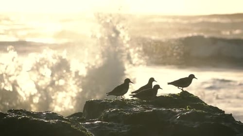 Bird on the Rock