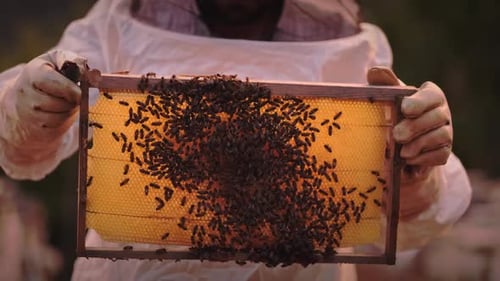 Honey Bees