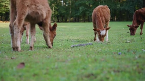 Young calves herd grazing on the meadow