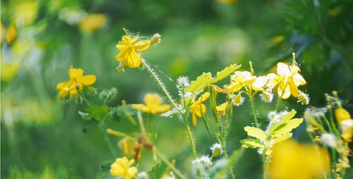Wind Shakes Forest Flowers