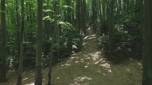 Aerial View of a Path Between Trees in a Wild Forest Illuminated By the Shining Rays of the Sun