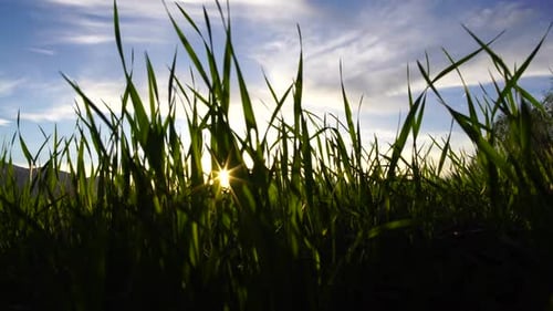 Weizen im Morgengrauen
