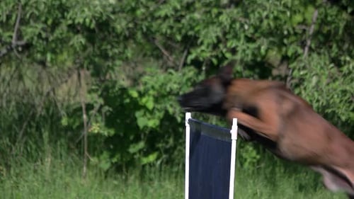 Athletic Dog Jumps Over Agility Hurdle