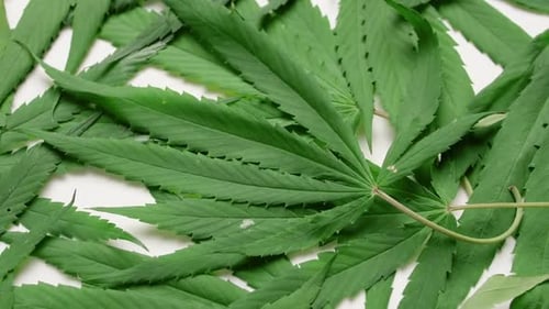 Top view of Cannabis sativa leaves. Alternative medicine concept.