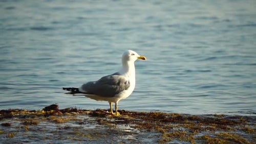 Slow Motion Closeup Shot of a Seagull on the Rock Against Calm Sea