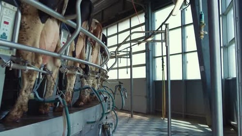 Équipement de traite automatique de vache dans les terres agricoles modernes d'installation de production laitière