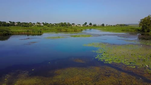 Green Water Lily. Beautiful water lily with lotus flower in pond