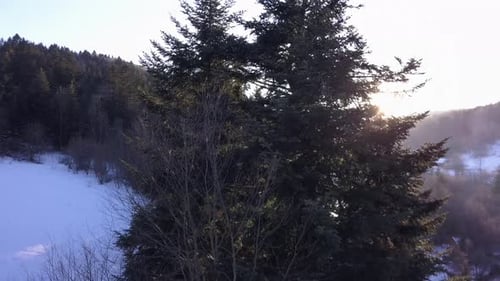 Aerial View High Pine in the Snowy Forest on the Mountain at Sunrise
