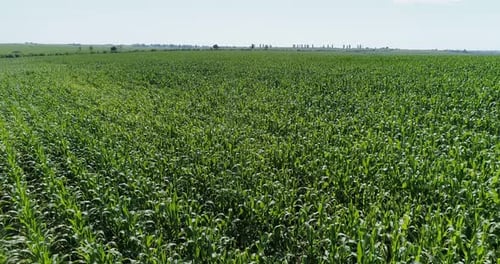 Corn Field Aerial
