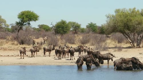 Wildebeest and Eland Gather at African Waterhole