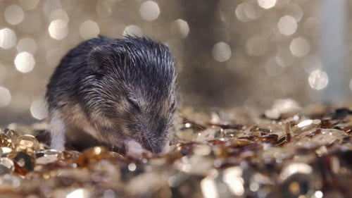 Cute Little Mouse is Washing Her Muzzle While Sitting on Gold Sequins