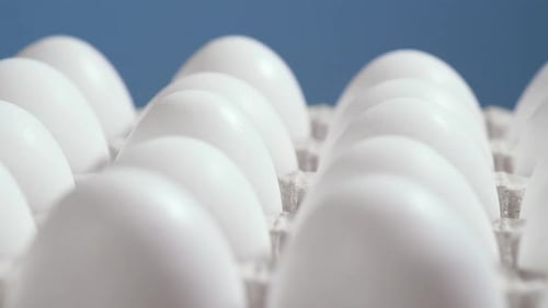 Fresh White Eggs in Tray, Close Up