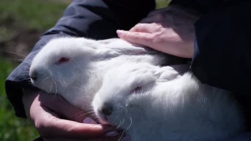 Woman Holds Two White Rabbits in Sunlight