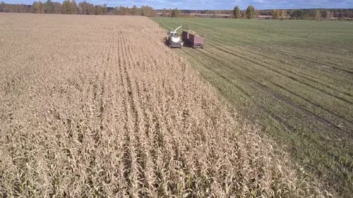 Aerial View Forage Chopper Pours Corn Mass Into Trailer
