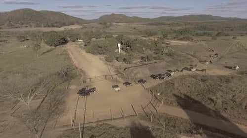 Cattle Herd Moving on a Rural Ranch, Aerial View