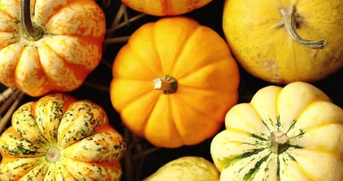 Pumpkins and Gourds Overhead Shot