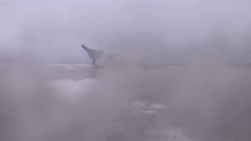 Crows Eating Dead Seal Seen Through the Foam Cloud on the Donegal Coast of Ireland