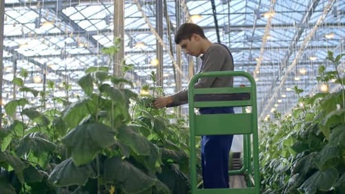 Young Adult Tending to Plants in Greenhouse