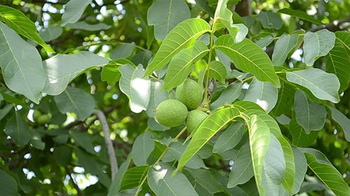 Grüne Walnüsse im Baum