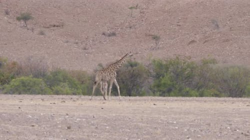 Baby Giraffe Running Around Her Mom