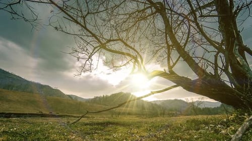 Time Lapse of Death Tree and Dry Yellow Grass at Mountian Landscape with Clouds and Sun Rays