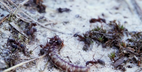 Ants Moving a Worm Together in Nature