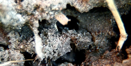 Busy Black Ants at Anthill Entrance Close Up