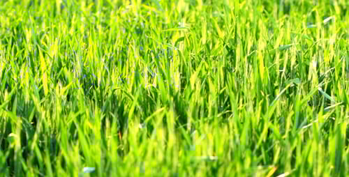 Green Grass 2