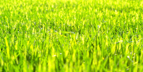 Grünes Gras 3