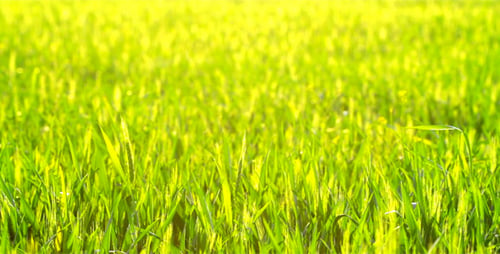 Green Grass 4
