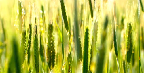 Green Grain Stalks in a Sunny Field
