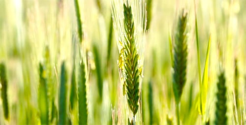 Lush Green Grain Field in the Sun