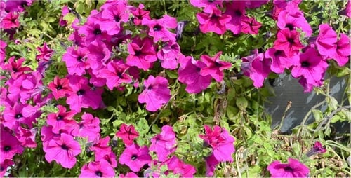 Vibrant Pink Petunias Blooming in Summer Sunlight