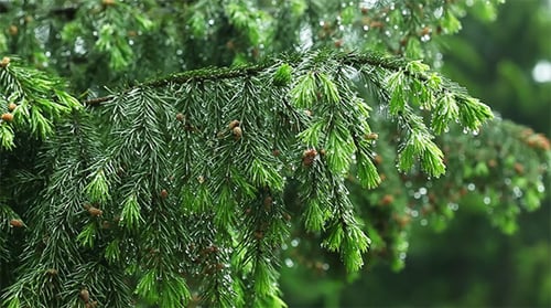 Lush Evergreen Branches with Raindrops in Forest