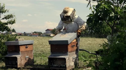 Imker arbeitet mit Bienen und Bienenstöcken