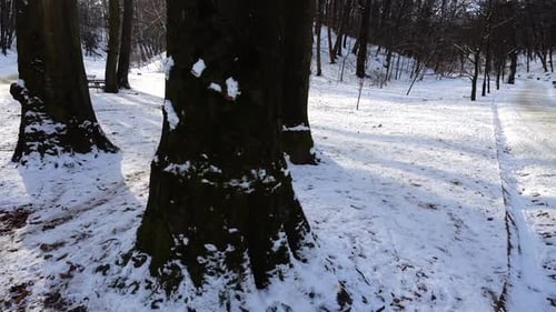 Trees in the winter park.