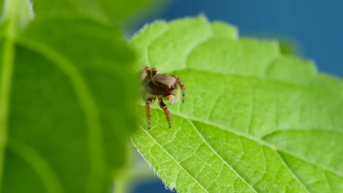 Adorable Hairy Jumping Spider Peeping Out From Green Leaf and Looking Curious