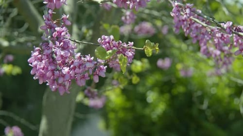 Lovely Spring Flowers In Nature 5